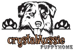Crystal Australian Shepherd Puppy Home